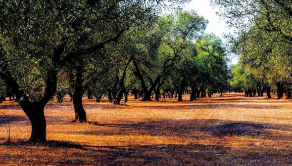 A landscape view of an olive grove featuring mature olive trees and dry ground. - Olive Oil Times