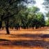 A landscape view of an olive grove featuring mature olive trees and dry ground. - Olive Oil Times