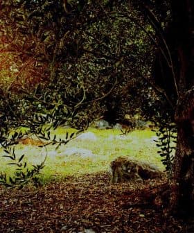 An olive tree with a thick trunk and green leaves in a natural outdoor environment. - Olive Oil Times