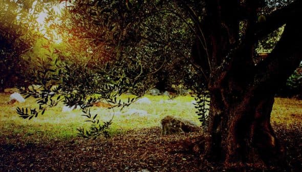 An olive tree with a thick trunk and green leaves in a natural outdoor environment. - Olive Oil Times