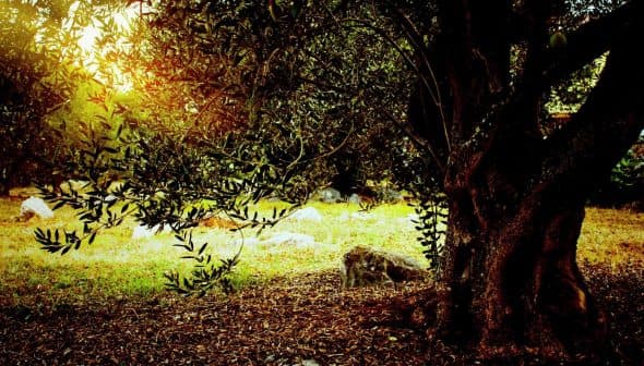 An olive tree with a thick trunk and green leaves in a natural outdoor environment. - Olive Oil Times