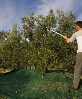 Person using a pole to harvest olives from an olive tree with a green tarp below. - Olive Oil Times
