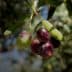 Close-up of an olive branch featuring ripe and unripe olives in various colors. - Olive Oil Times