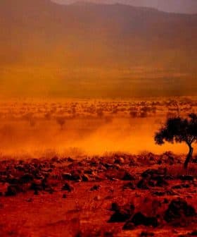 A solitary olive tree stands in a dusty landscape with a reddish hue and rocky terrain. - Olive Oil Times