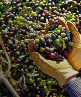 Hands wearing gloves holding a mix of green and black olives above a pile of olives on the ground. - Olive Oil Times