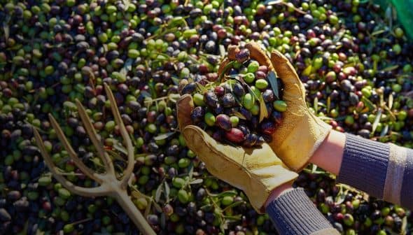 Hands wearing gloves holding a mix of green and black olives above a pile of olives on the ground. - Olive Oil Times