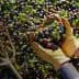 Hands wearing gloves holding a mix of green and black olives above a pile of olives on the ground. - Olive Oil Times