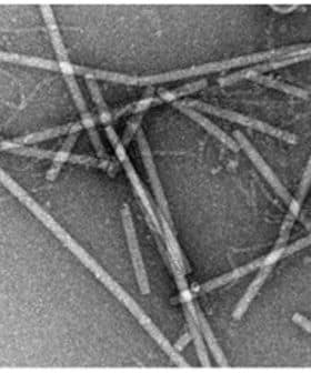 Microscopic view of elongated particles arranged in a random pattern on a surface. - Olive Oil Times