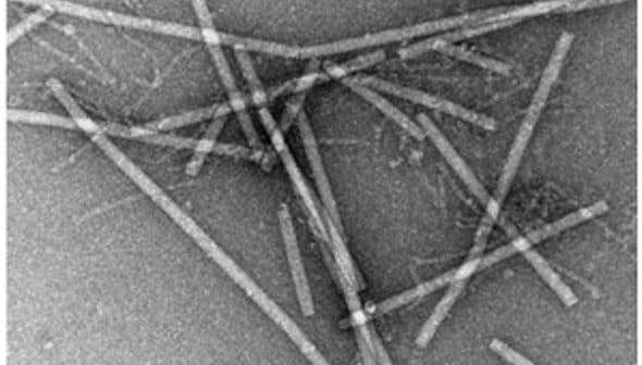 Microscopic view of elongated particles arranged in a random pattern on a surface. - Olive Oil Times