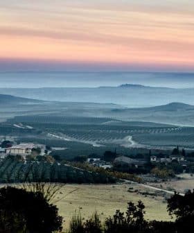 A panoramic view of a vineyard landscape with rolling hills and a colorful sky at dusk. - Olive Oil Times