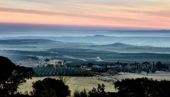 A panoramic view of a vineyard landscape with rolling hills and a colorful sky at dusk. - Olive Oil Times
