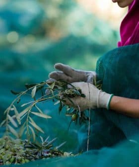 Individual wearing gloves and a pink jacket harvesting olives from a branch while seated on a green net. - Olive Oil Times