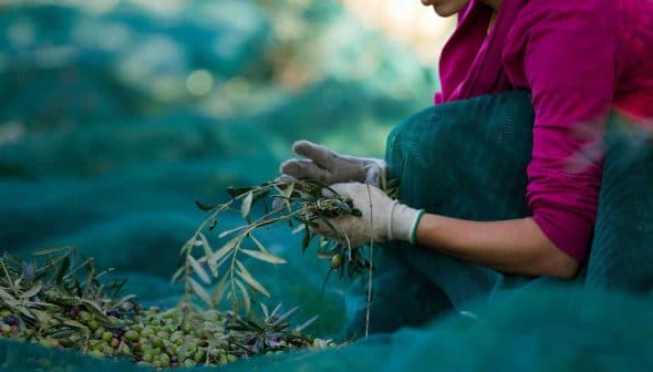 Individual wearing gloves and a pink jacket harvesting olives from a branch while seated on a green net. - Olive Oil Times