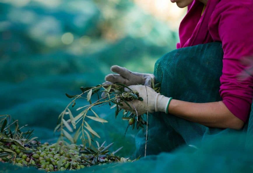 Individual wearing gloves and a pink jacket harvesting olives from a branch while seated on a green net. - Olive Oil Times