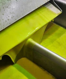 Green olive oil flowing from a metal spout during the extraction process. - Olive Oil Times