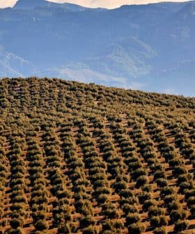 Aerial view of a vast olive grove with rows of olive trees on rolling hills. - Olive Oil Times