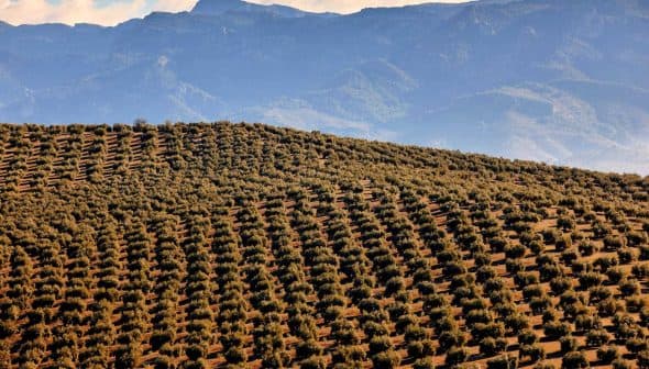 Aerial view of a vast olive grove with rows of olive trees on rolling hills. - Olive Oil Times