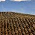 Aerial view of a vast olive grove with rows of olive trees on rolling hills. - Olive Oil Times