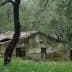 Old stone house with a weathered roof, partially covered by grass and trees. - Olive Oil Times