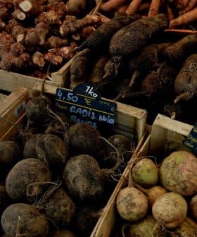 Selection of root vegetables including black radishes, turnips, and carrots in wooden crates at a market. - Olive Oil Times
