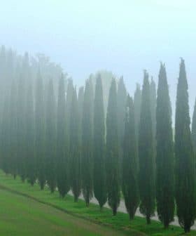 A row of tall cypress trees shrouded in fog, creating a serene and tranquil atmosphere. - Olive Oil Times