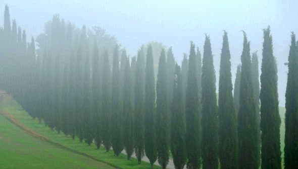 A row of tall cypress trees shrouded in fog, creating a serene and tranquil atmosphere. - Olive Oil Times