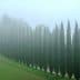 A row of tall cypress trees shrouded in fog, creating a serene and tranquil atmosphere. - Olive Oil Times