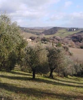 Olive trees growing in a hilly landscape with distant hills and cloudy sky. - Olive Oil Times
