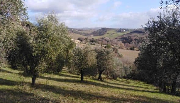 Olive trees growing in a hilly landscape with distant hills and cloudy sky. - Olive Oil Times