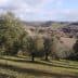 Olive trees growing in a hilly landscape with distant hills and cloudy sky. - Olive Oil Times