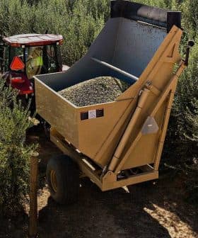 Tractor with a large trailer filled with olives in an olive grove. - Olive Oil Times