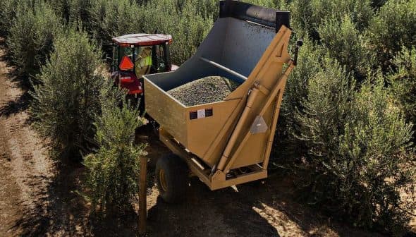 Tractor with a large trailer filled with olives in an olive grove. - Olive Oil Times