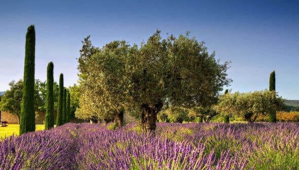 Olive trees growing among vibrant lavender fields in a rural landscape. - Olive Oil Times