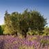 Olive trees growing among vibrant lavender fields in a rural landscape. - Olive Oil Times