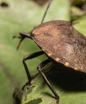 A close-up view of a brown bug resting on a green leaf with visible texture. - Olive Oil Times