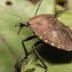A close-up view of a brown bug resting on a green leaf with visible texture. - Olive Oil Times