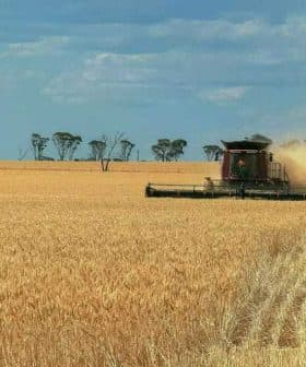 A combine harvester working in a wheat field, with dust being kicked up during the harvest process. - Olive Oil Times