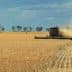 A combine harvester working in a wheat field, with dust being kicked up during the harvest process. - Olive Oil Times