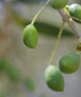Close-up of green olive fruits growing on a branch of an olive tree. - Olive Oil Times