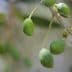 Close-up of green olive fruits growing on a branch of an olive tree. - Olive Oil Times