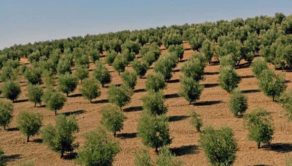 Rows of young olive trees growing in a field on a hillside under clear blue sky. - Olive Oil Times