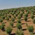 Rows of young olive trees growing in a field on a hillside under clear blue sky. - Olive Oil Times