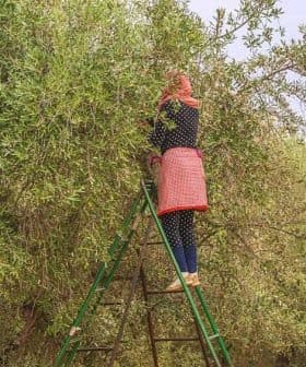 Individual on a ladder picking olives from a tree in an orchard. - Olive Oil Times