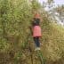 Individual on a ladder picking olives from a tree in an orchard. - Olive Oil Times