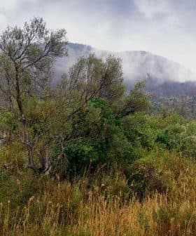 A dense green landscape featuring trees and shrubs with fog rolling over the hills in the background. - Olive Oil Times