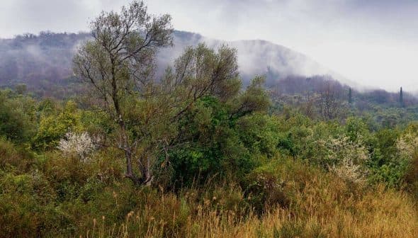 A dense green landscape featuring trees and shrubs with fog rolling over the hills in the background. - Olive Oil Times