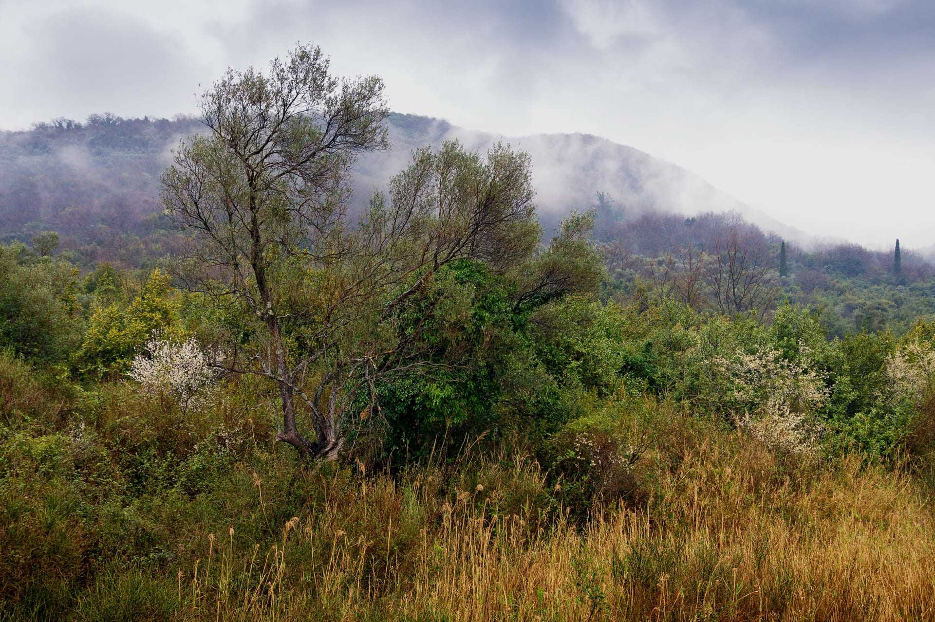 A dense green landscape featuring trees and shrubs with fog rolling over the hills in the background. - Olive Oil Times