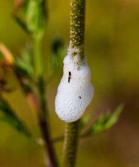 White spittle-like cocoon on a green plant stem, created by a spittlebug. - Olive Oil Times