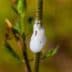 White spittle-like cocoon on a green plant stem, created by a spittlebug. - Olive Oil Times