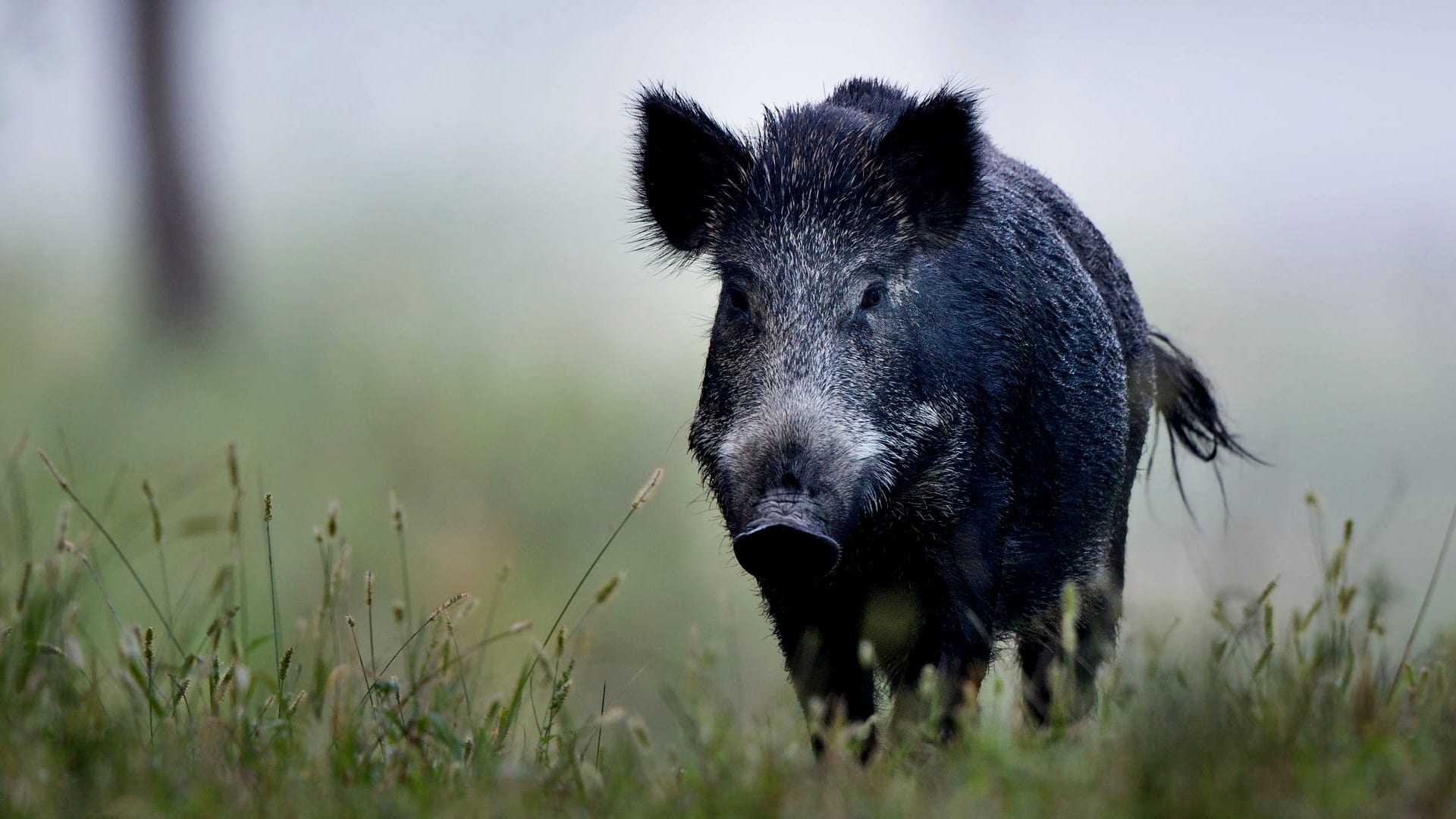 A wild boar walking through tall grass in a natural setting with soft lighting. - Olive Oil Times